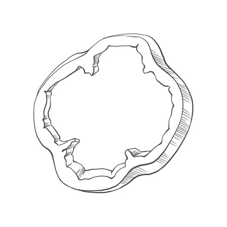 Fresh sweet pepper. Illustration of a pepper cut into a ring. Vegan diet. For restaurants, grocery stores, pizzerias. For printing packaging, banners, menus, packaging of ketchups, spices, frozen foods.のイラスト素材