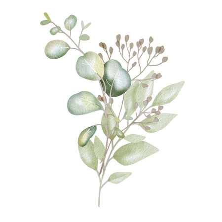 Hand-drawn watercolor illustration of elegant eucalyptus branches with lush, aromatic leaves. Perfect for wedding invitations, botanical prints, minimalist home decor, romantic greeting cards.の写真素材