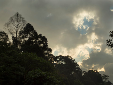 sun through the clouds above the trees