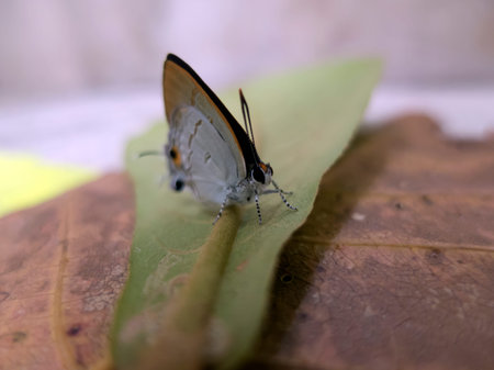 The Gram Blue butterfly stockの写真素材