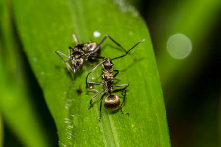 Big ants on Bokeh backgroundの写真素材