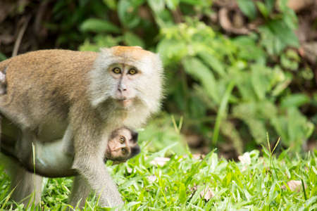 Mother with baby monkeyの写真素材