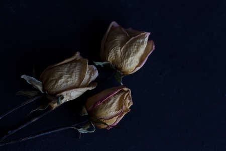 3 stalk of dried rosesの写真素材