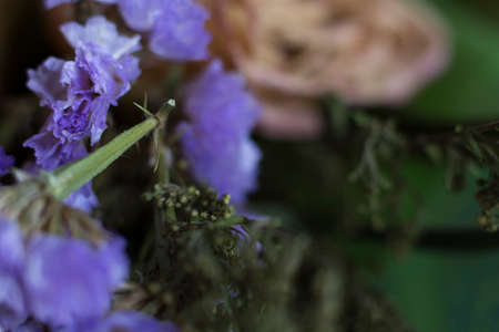 Purple flower floral backgroundの写真素材