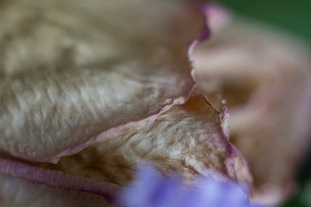 Flower platter close upの写真素材