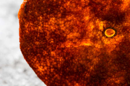 Sun dried orange peelの写真素材