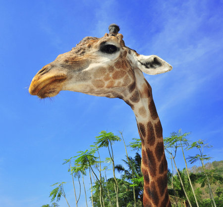 giraffe closeup head with safari backgroundの写真素材