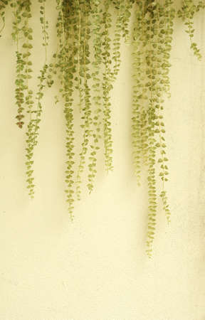 asian ivyの写真素材