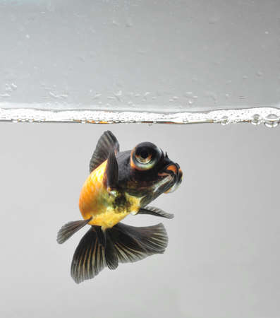 gold fish with bubblesの写真素材
