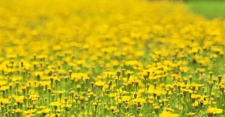 yellow daisy flower fieldの写真素材
