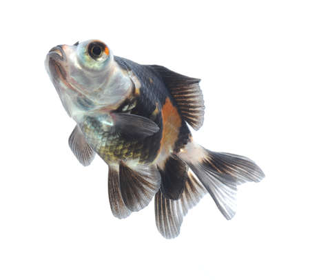 goldfish pet isolated on white backgroundの写真素材