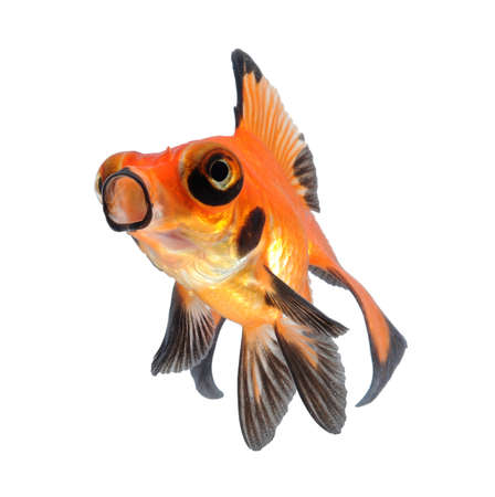 goldfish pet isolated on white backgroundの写真素材