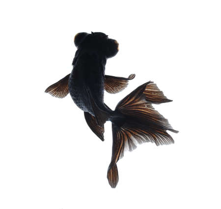 goldfish pet isolated on white backgroundの写真素材