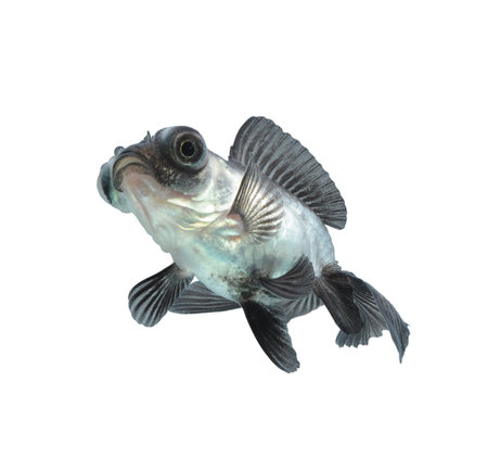 goldfish isolated on white background の写真素材