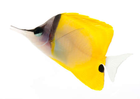 yellow longnose butterflyfish isolated on white backgroundの写真素材