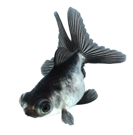 silver goldfish isolated on white backgroundの写真素材