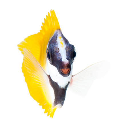 reef fish, foxface tabbitfish, isolated on white background