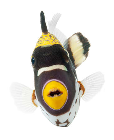 clown triggerfish, reef fish, isolated on white background の写真素材