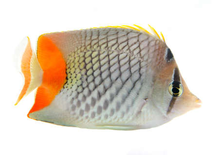 reef fish, butterfly fish isolated on white backgroundの写真素材