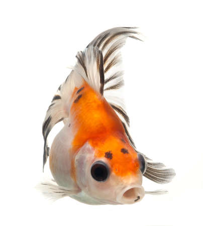 fancy goldfish isolated on white backgroundの写真素材