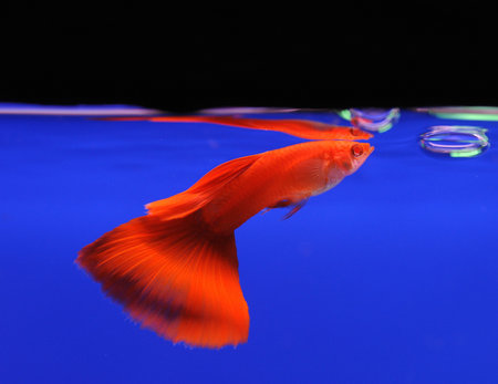 red guppy pet fishの写真素材
