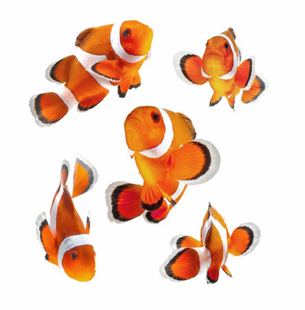 クマノミ の画像 写真素材 ベクター画像 イメージマート