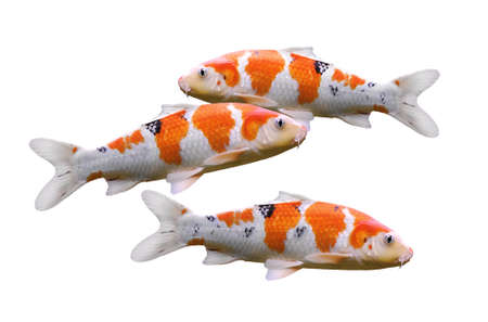 carp fish, koi fish isolated on white backgroundの写真素材