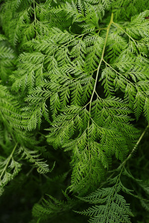fern leaf in fresh green color