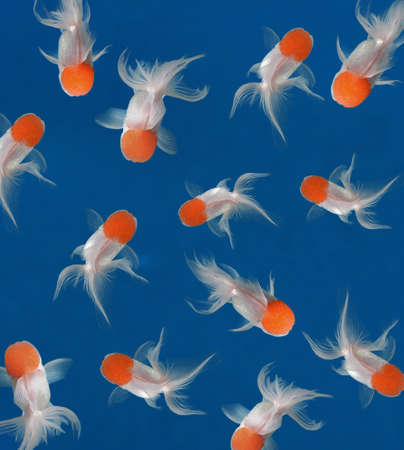 goldfish on blue background wallpaperの写真素材