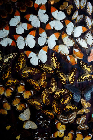 butterfly specimen 
