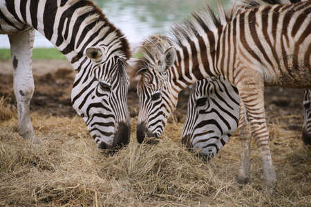 zebra family eating hayの写真素材