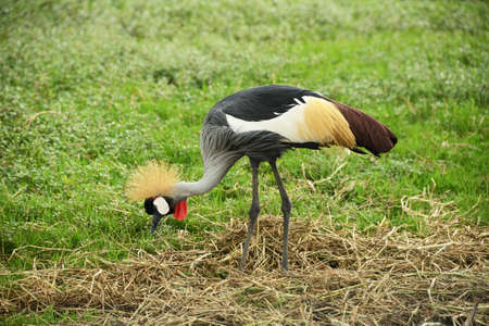 wildlife, african crowned crane birdの写真素材