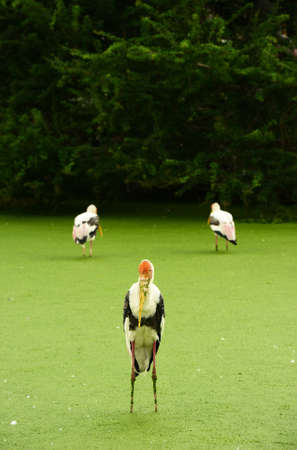 wildlife , painted stork bird in swampの写真素材