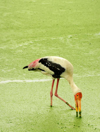wildlife , painted stork bird in swampの写真素材