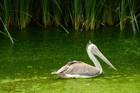 pelican bird on natural backgroundの写真素材