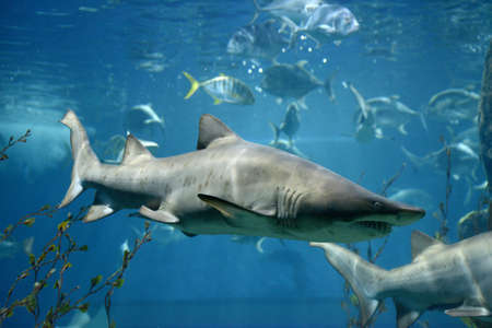 shark fish, bull shark, marine fish underwater の写真素材