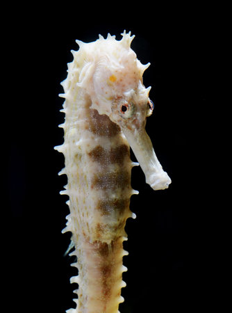 seahorse , hippocampus