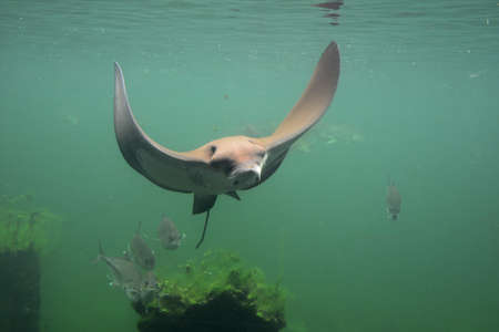 eagle string ray swimming, eagle rayの写真素材