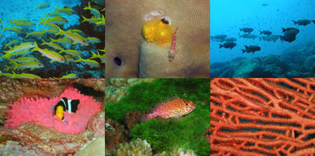 underwater photo themeの写真素材