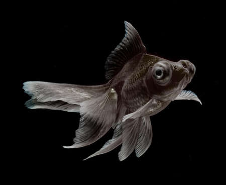 goldfish isolated on black backgroundの写真素材