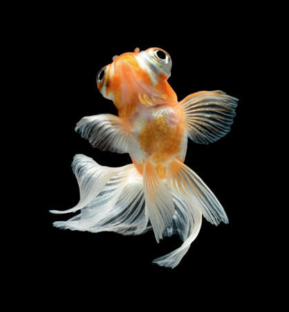goldfish isolated on black backgroundの写真素材