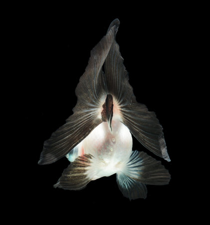 goldfish isolated on black background