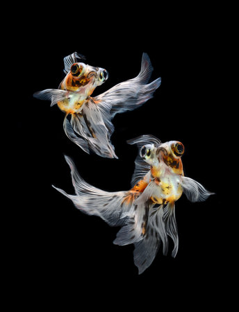 goldfish isolated on black background 