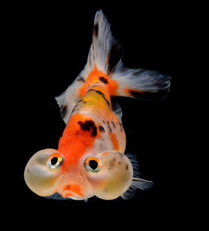 bubble balloon goldfish isolated on black backgroundの写真素材
