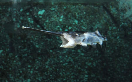 paddle fishの写真素材