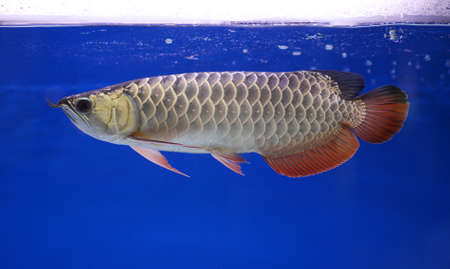 arowana fish, petの写真素材