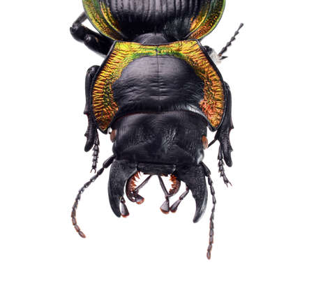jewelry beetle, Mouhotia batesi Lewis isolated on whiteの写真素材
