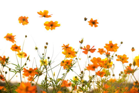 summer flower garden, cosmos flowerの写真素材