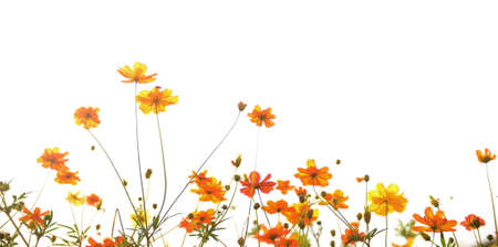 summer flower garden, cosmos flowerの写真素材