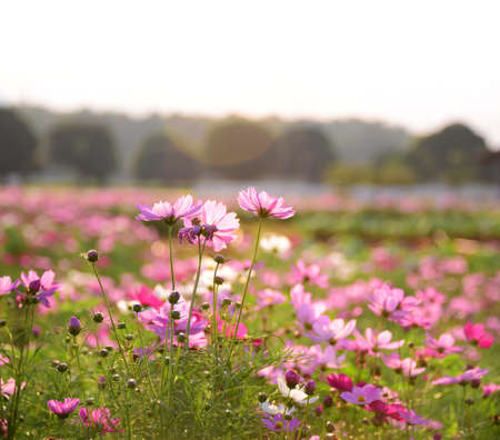 summer flower garden, cosmos flowerの写真素材